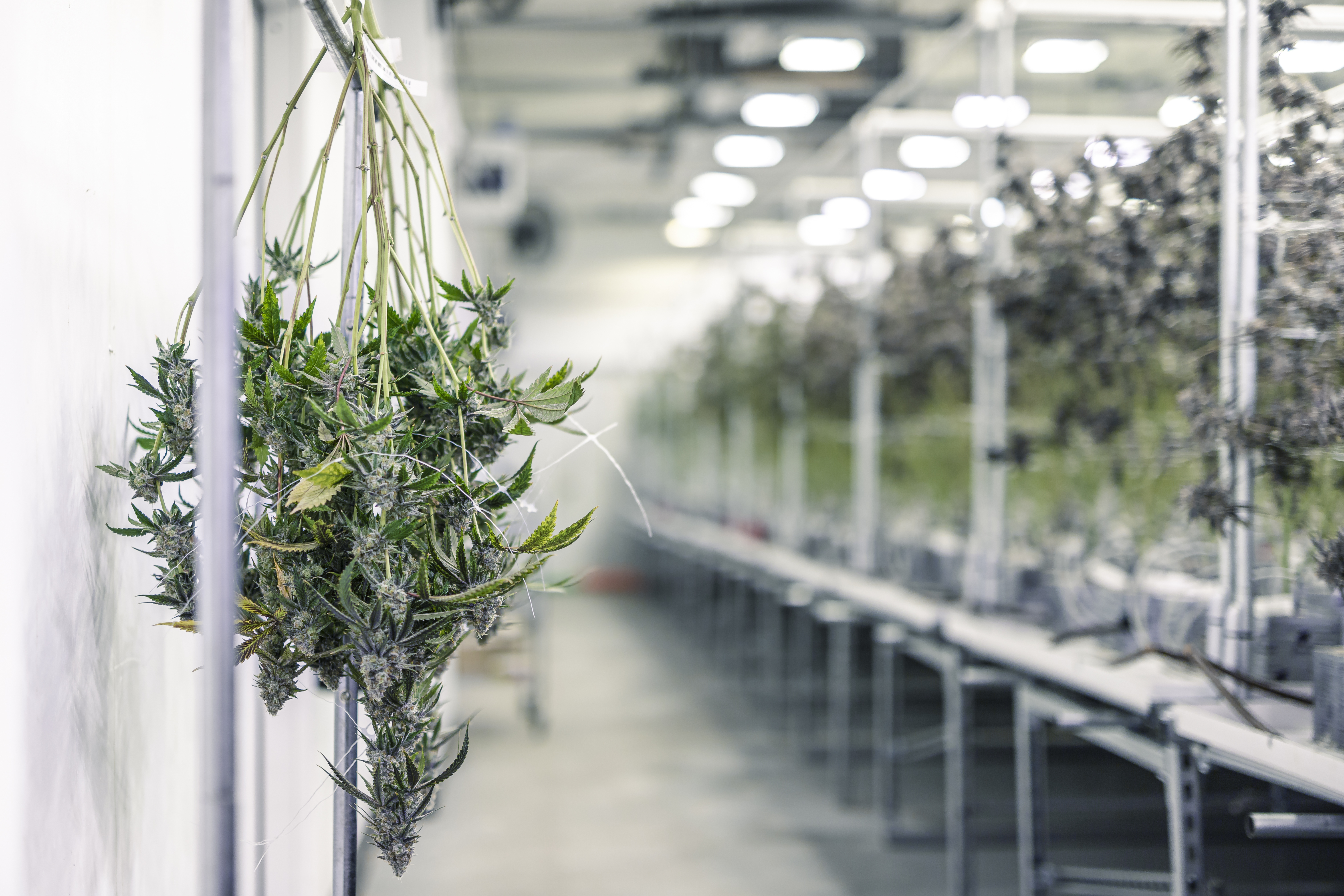 Tech helps banks navigate cannabis' regulatory potholes - Vimarsana News
