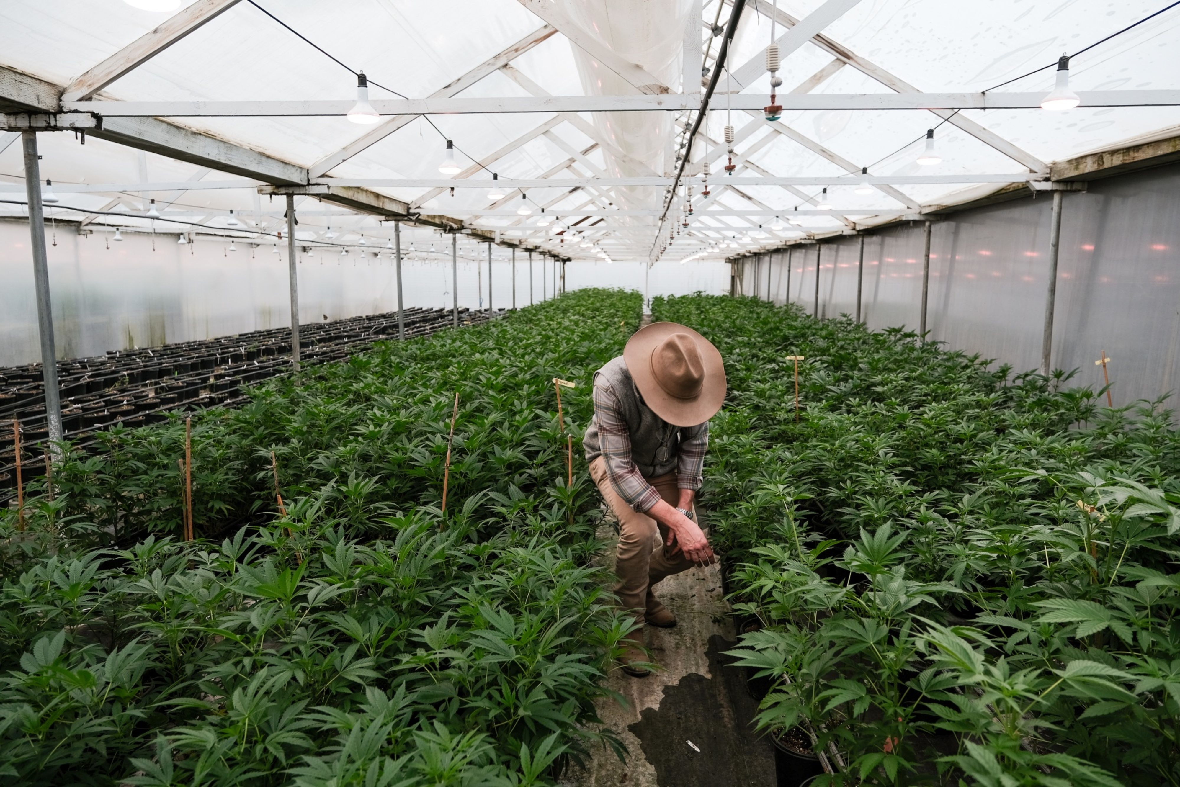 How one credit union addressed cannabis banking compliance - Vimarsana News