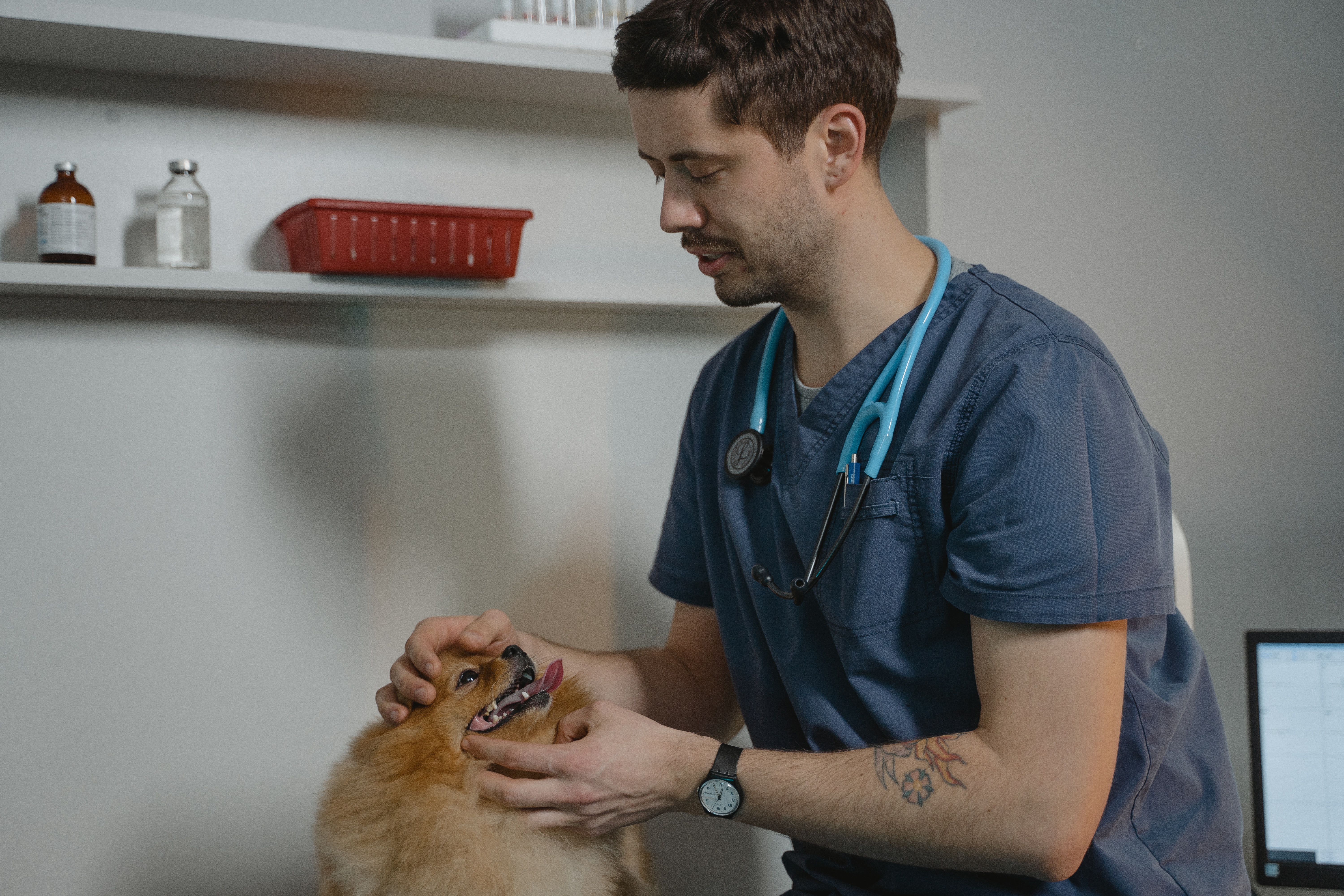10 highest paying states for veterinarians - Vimarsana News