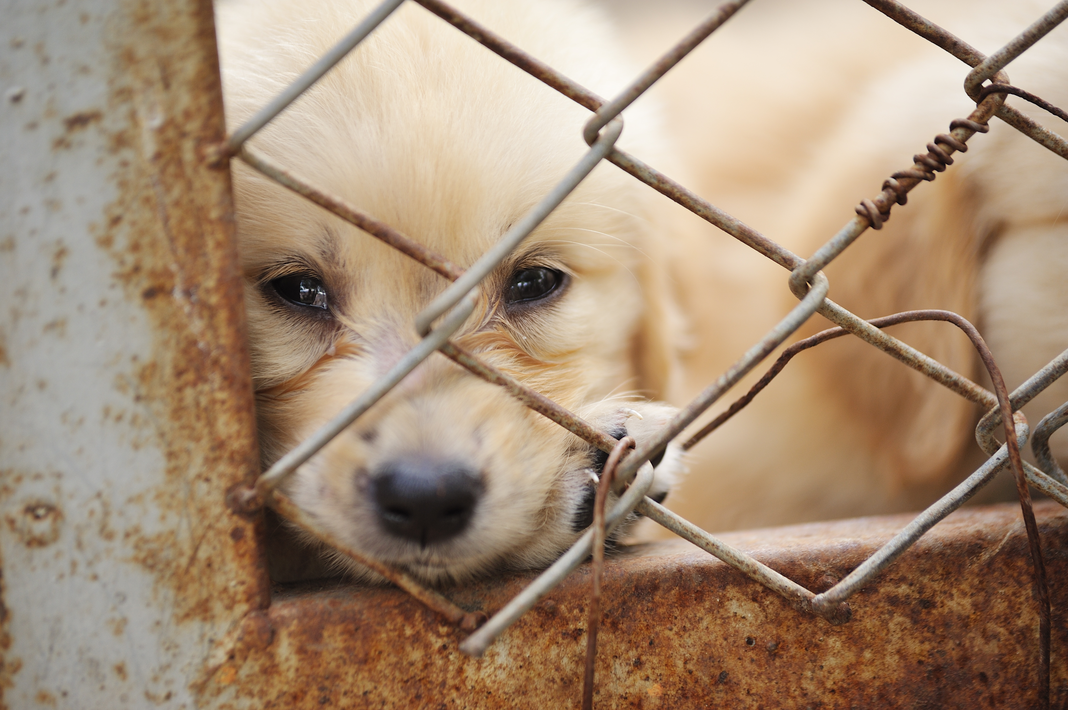 Fintech partner's predatory puppy loans get TAB Bank low CRA rating - Vimarsana News