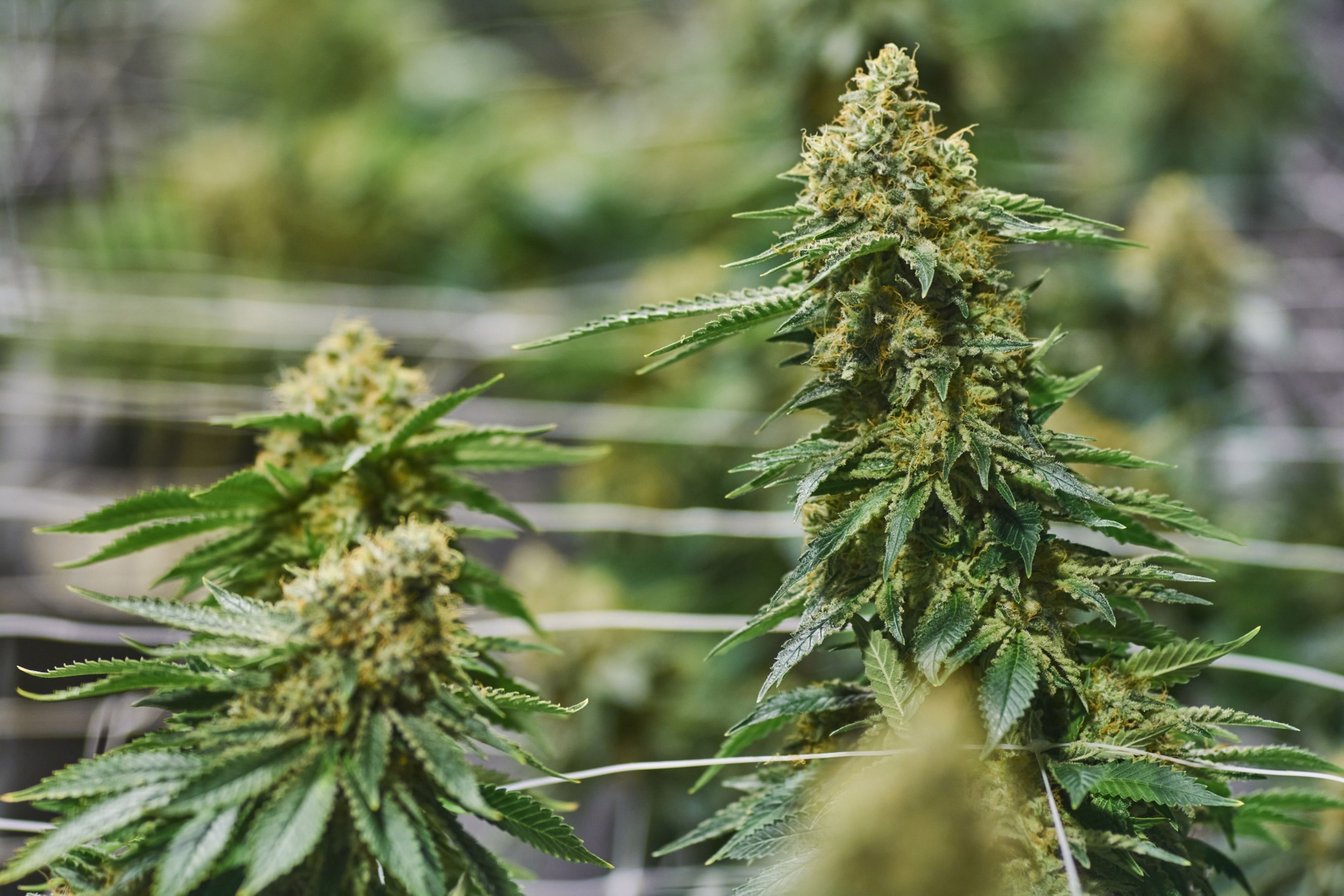 Growing pains: A tale of two New England cannabis bankers - Vimarsana News